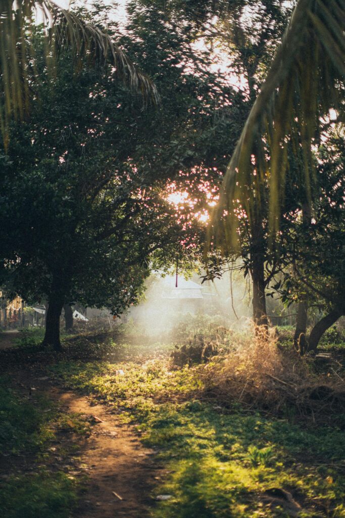 sunrise breaking through forest trees symbolising the rise of inner clarity from chaos