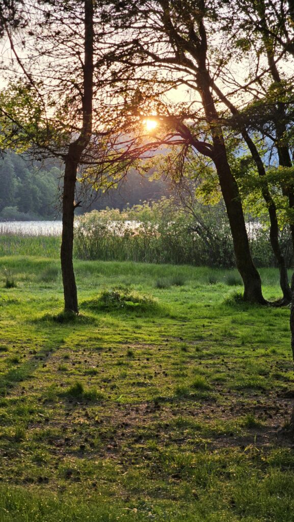 Sunlight breaking through forest trees, symbolizing inner awakening and divinity

