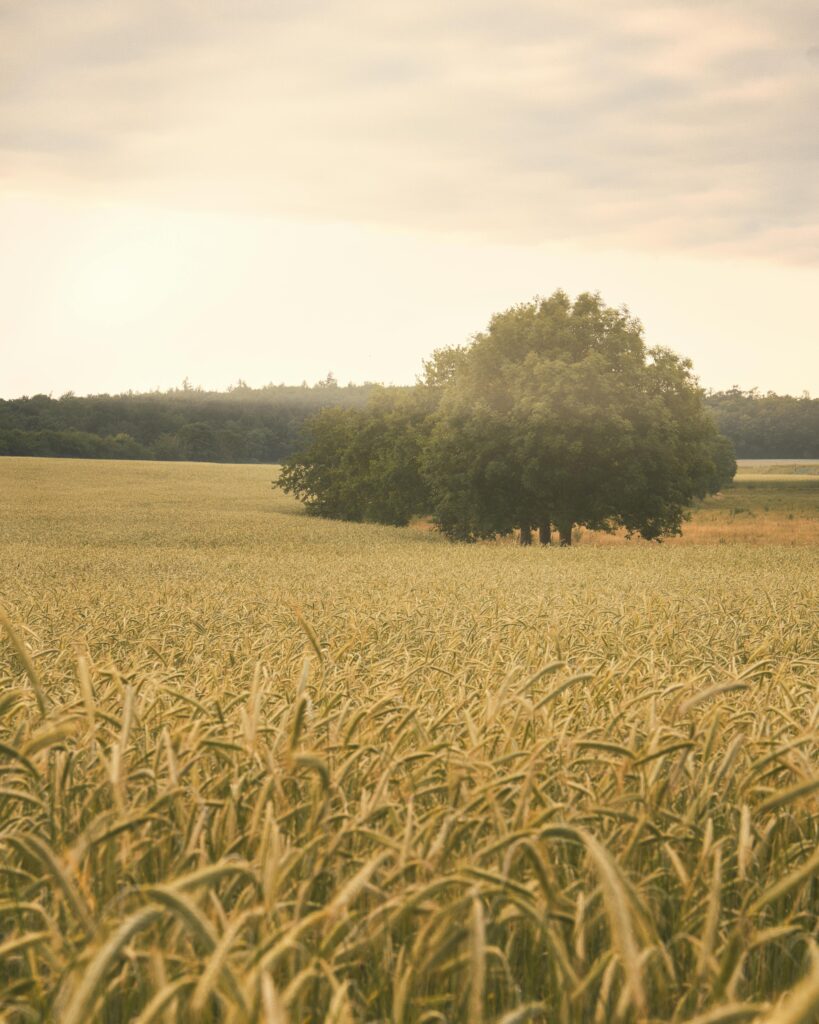 Lush green landscape evoking peace, clarity, and harmony of mind with nature.
